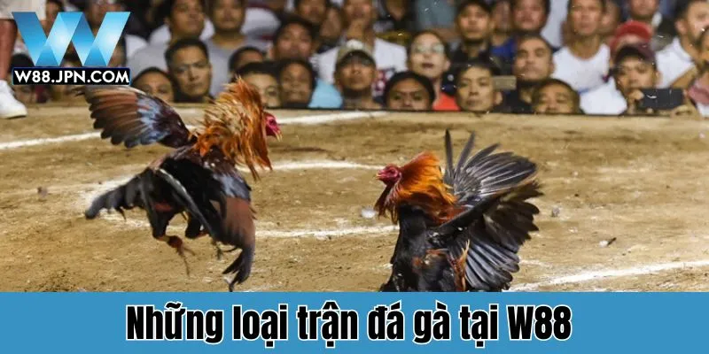 Đá Gà W88