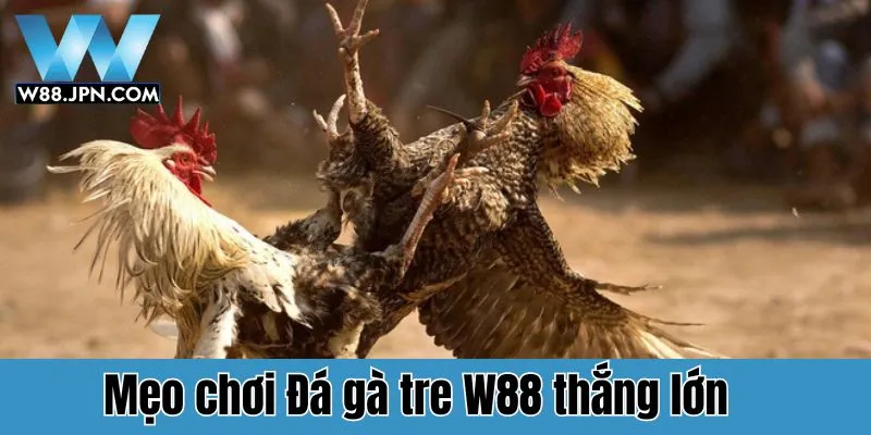 Những mẹo chơi đá gà tre W88 thắng lớn